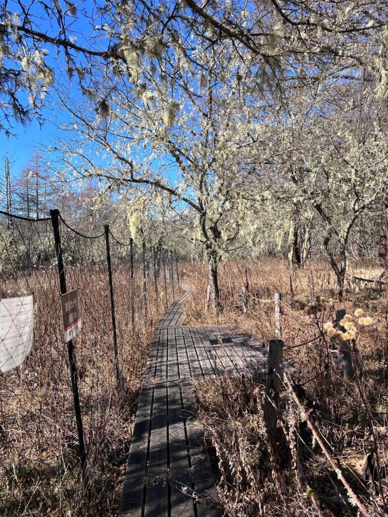 サルオガセが垂れ下がる森