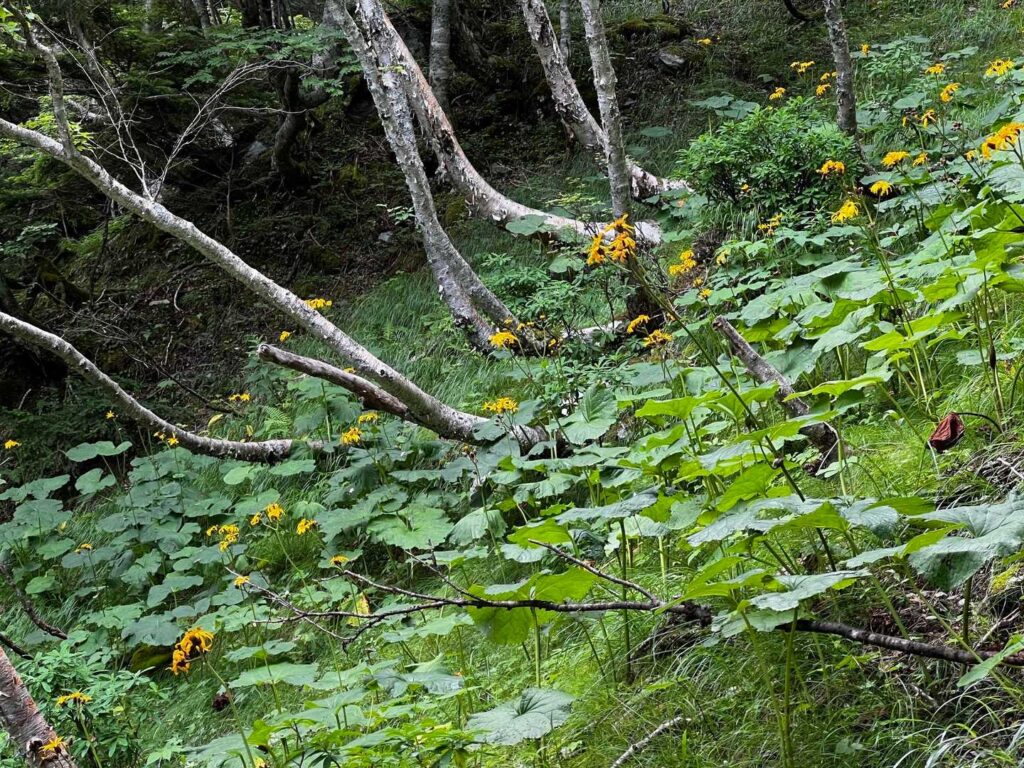 樹林帯を抜けるとお花ゾーン