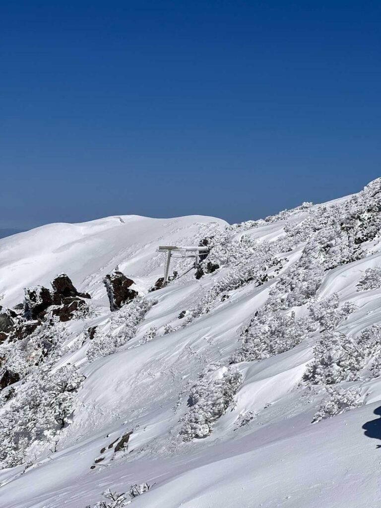 遠くから鳥居を望む