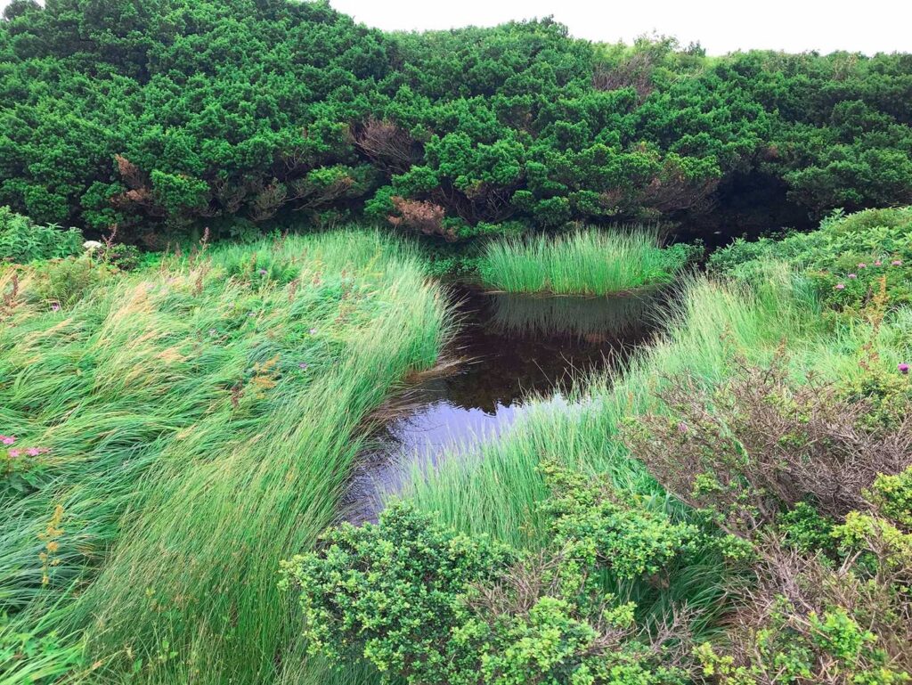 行者コースの下り