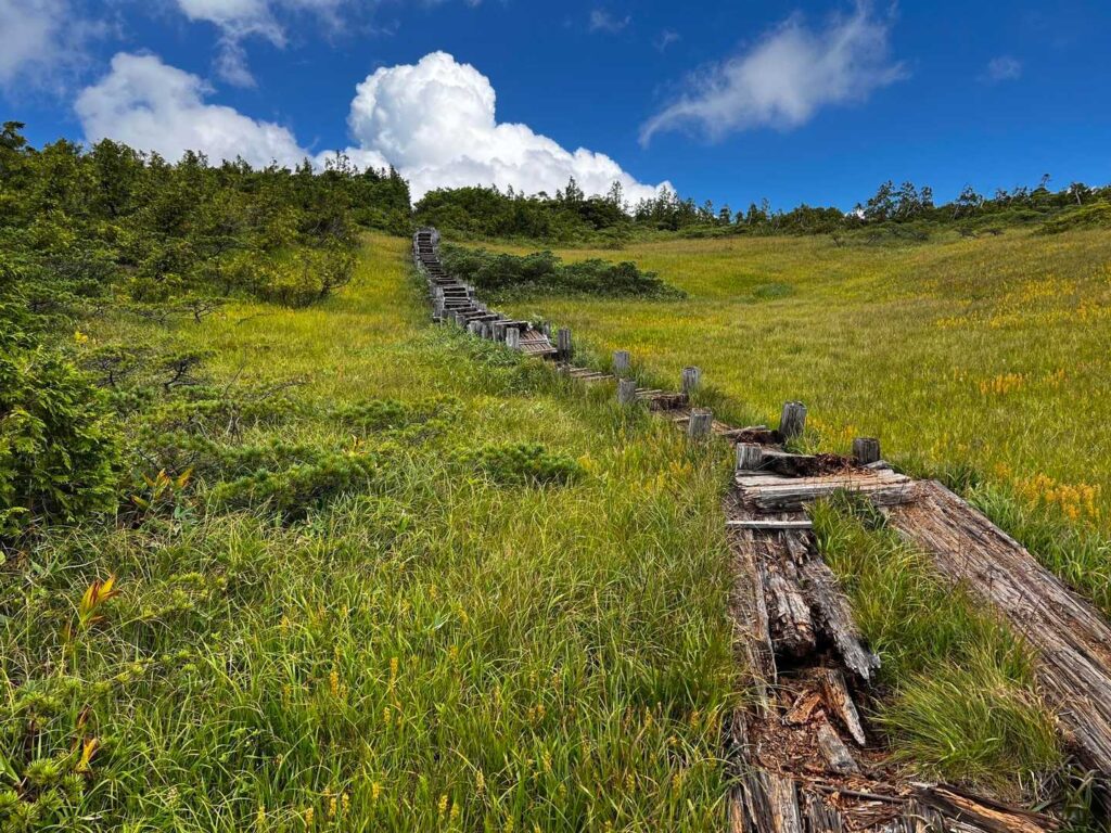 壊れた木道がいい味を出している