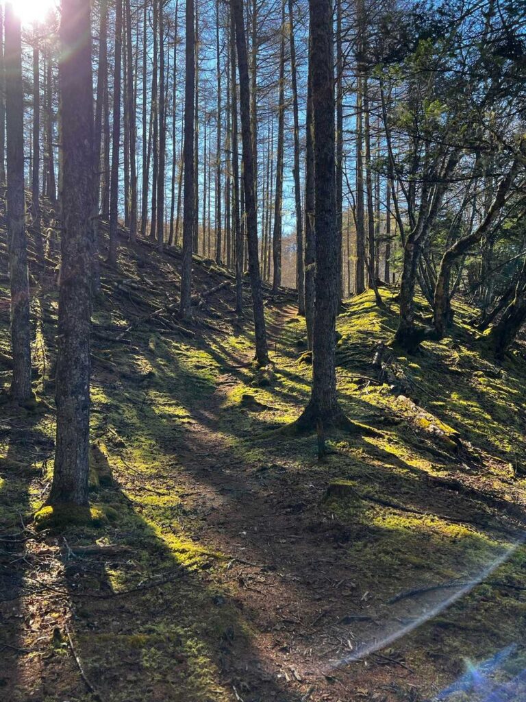 苔むした登山道