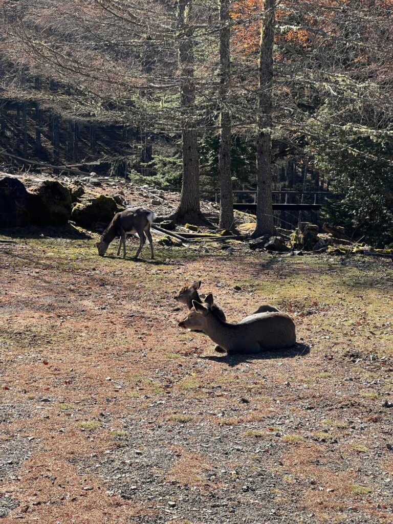 鹿が日向ぼっこ