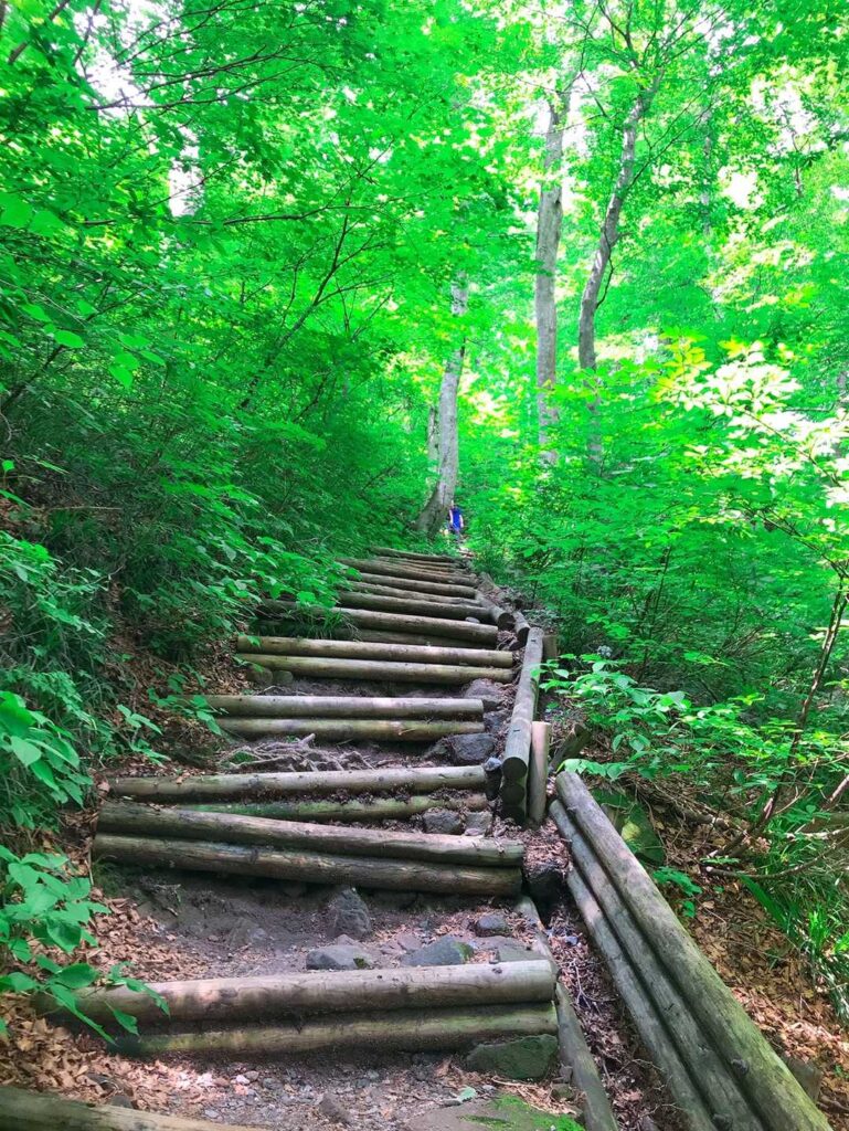 行者コースの登山道