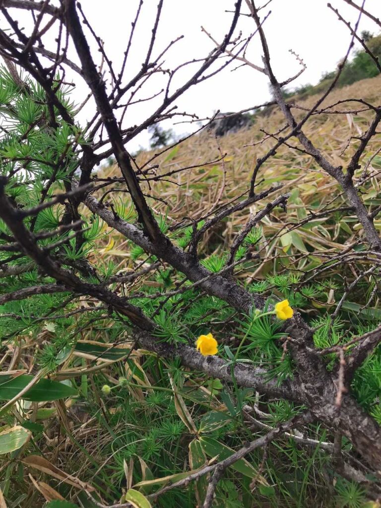 登山道沿いに咲く黄色い花