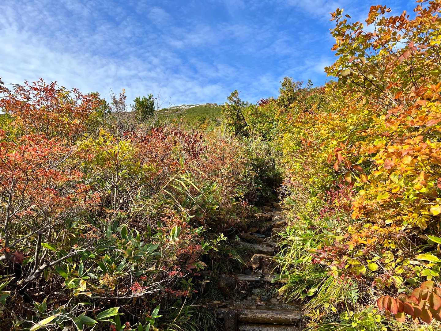微妙な紅葉🍁 今年はハズレかな