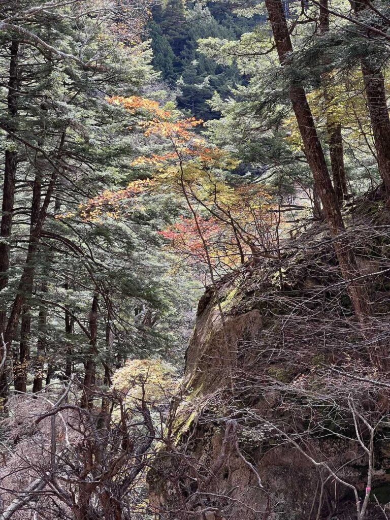 下山中に見えた紅葉