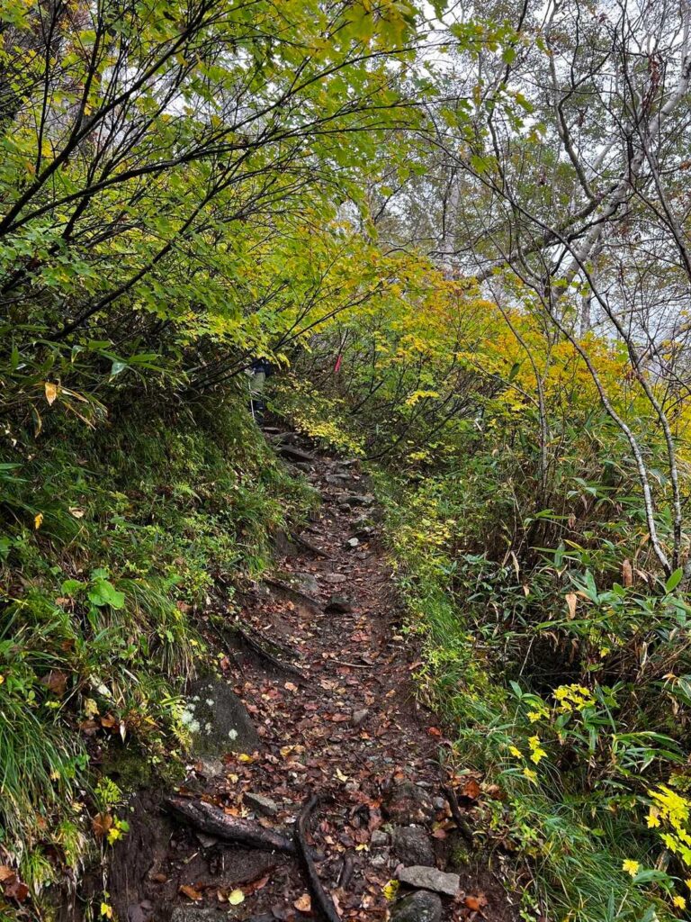 色づき始めた葉