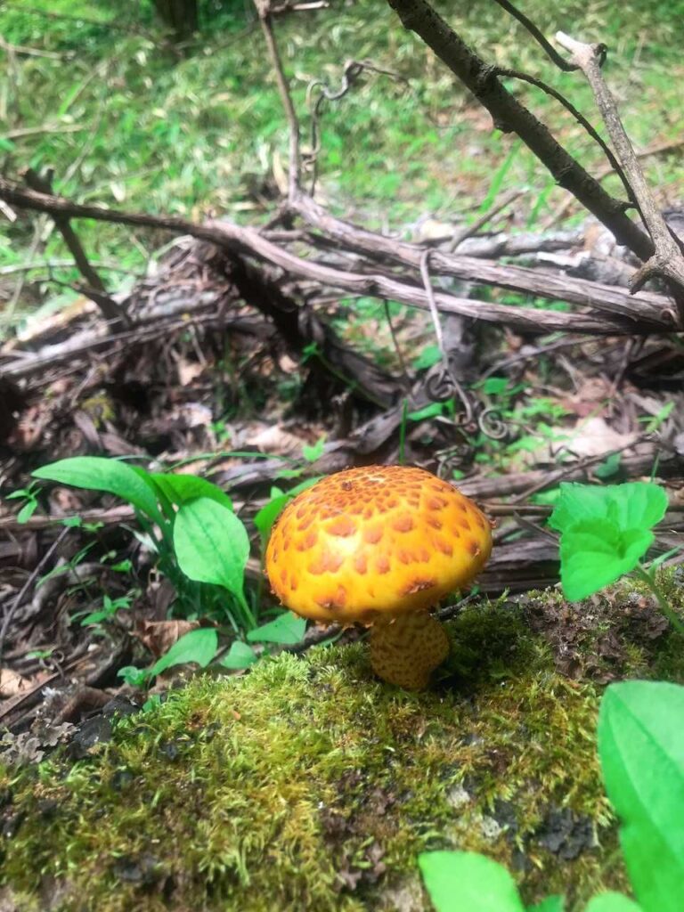 登山道で見つけた怪しいキノコ