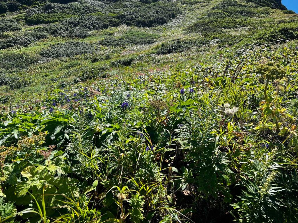 下山中に花を眺めながら