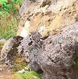 途中で出会った鳥