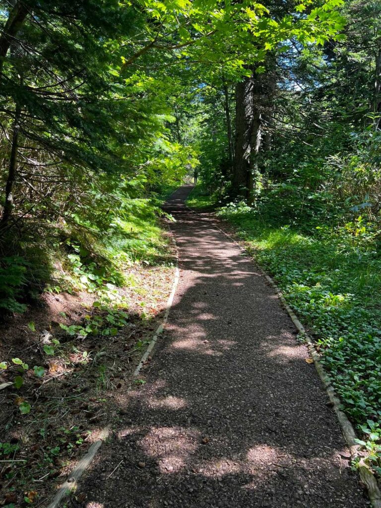 木のチップが敷かれた登山道