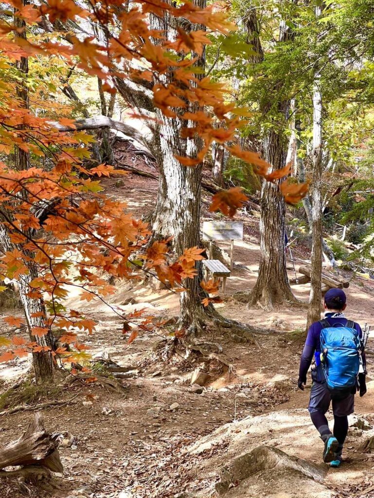 紅葉の登山道