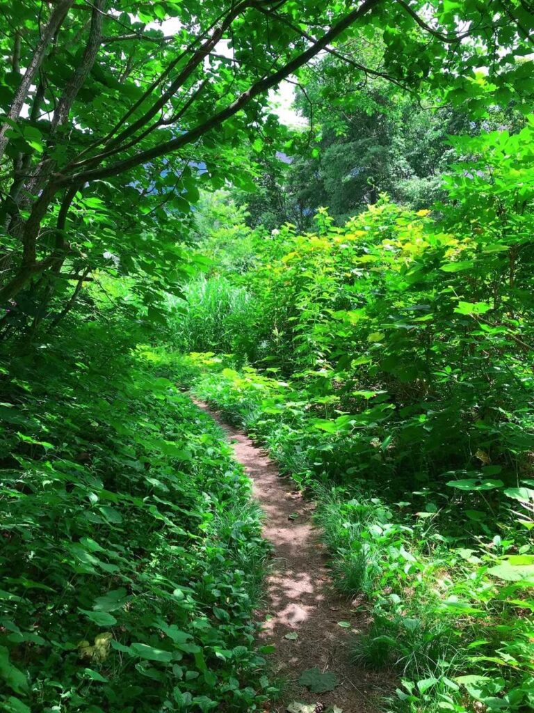 緑を抜けると...