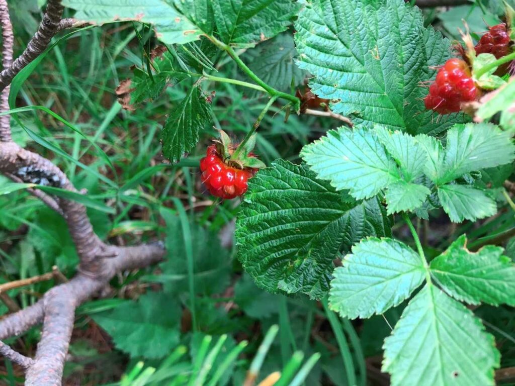 外輪山で見かけたイチゴ