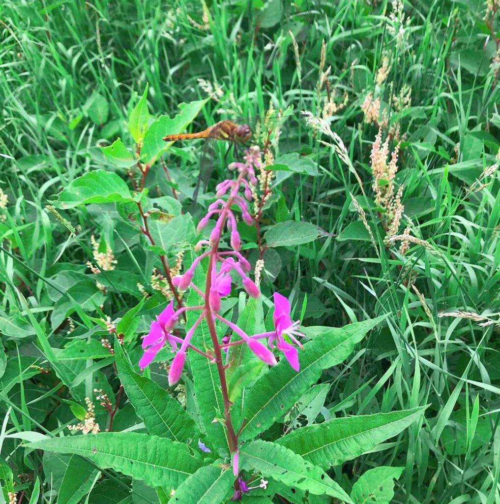トンボが蜜を吸っている