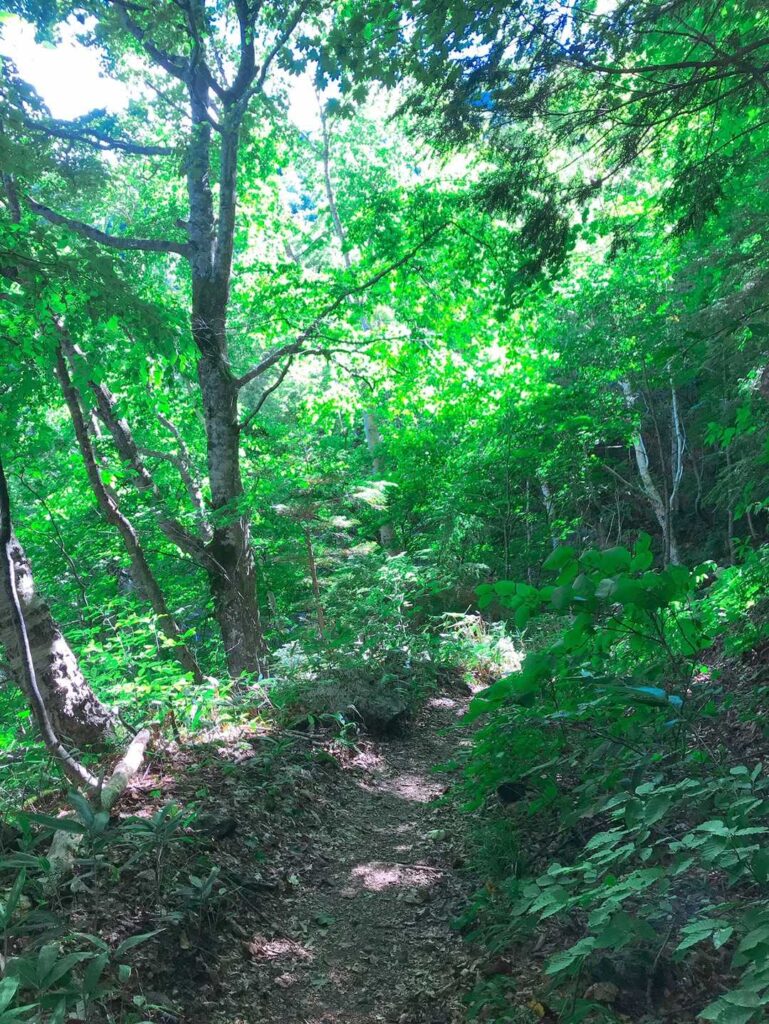 緑のトンネルを抜けて下山