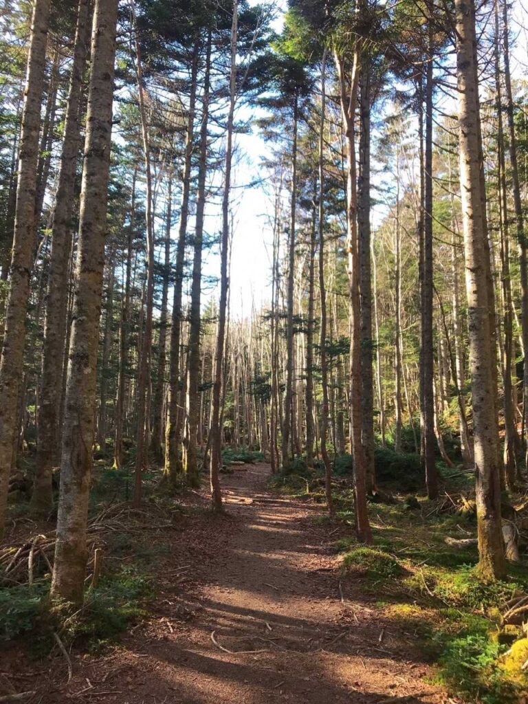 空気が違う森の中