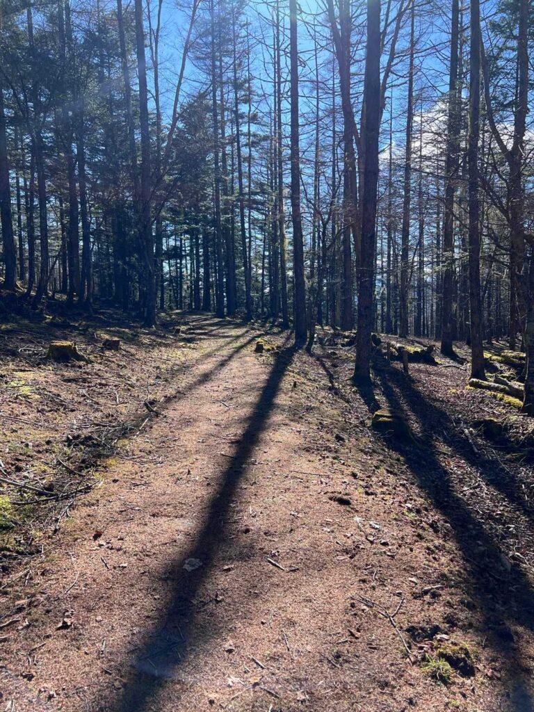 穏やかな下山道