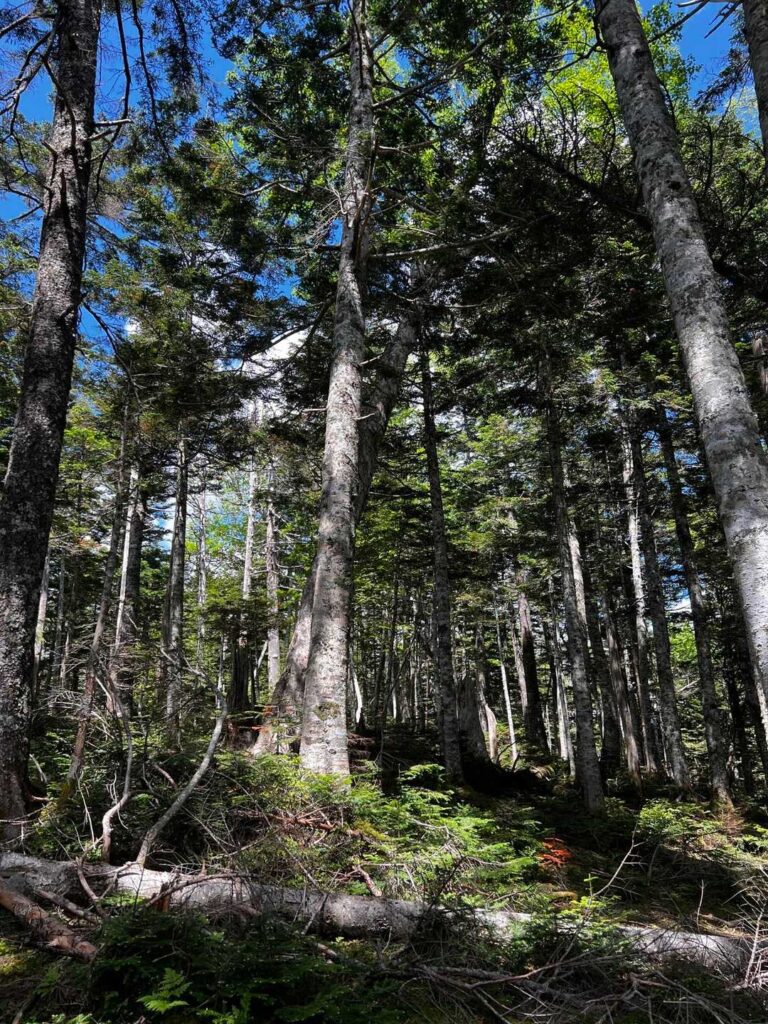 森の中のいい空気