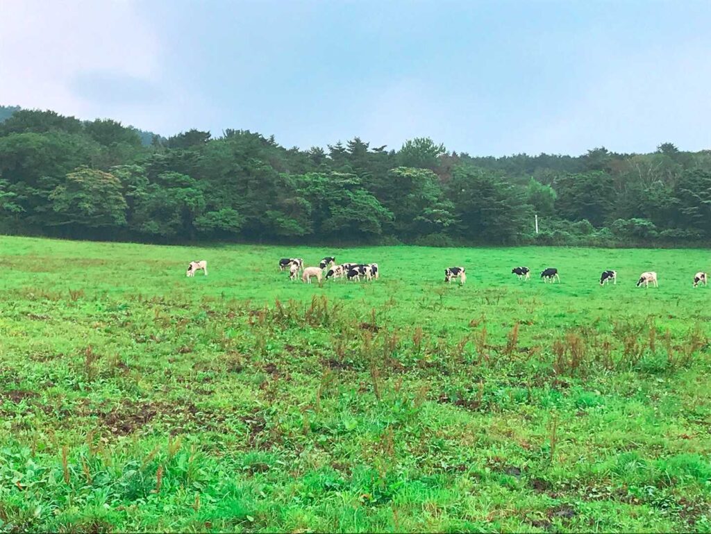 大山の牧場の牛たち