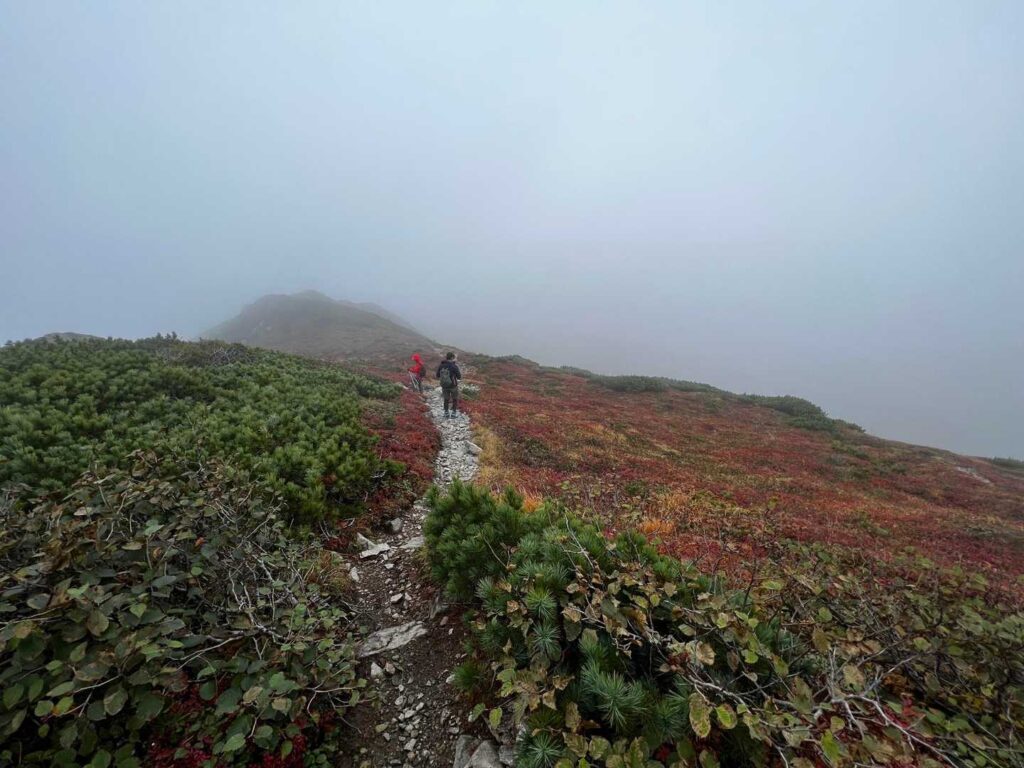 チングルマの紅葉