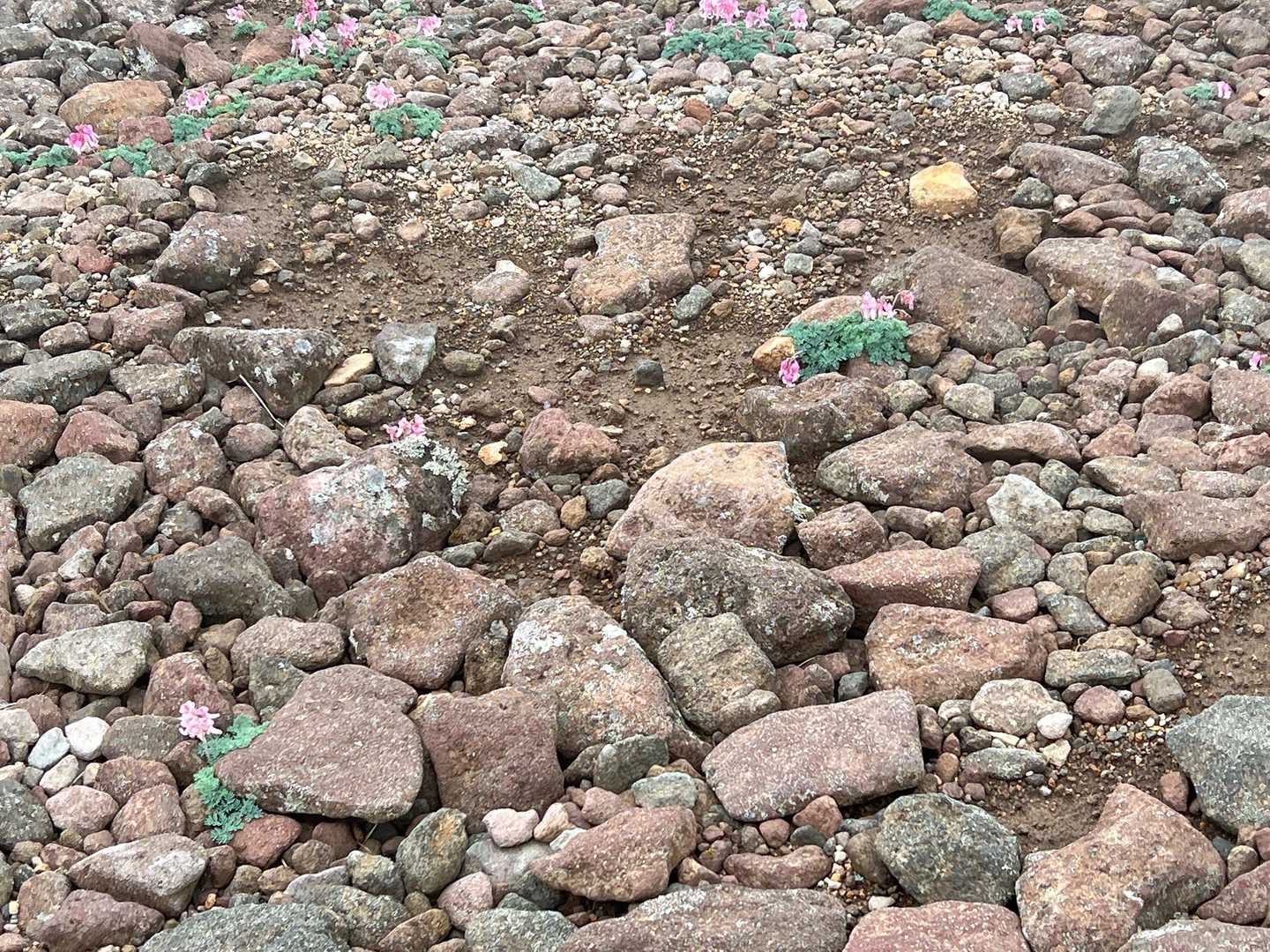 こんなとこにも 小さい花が