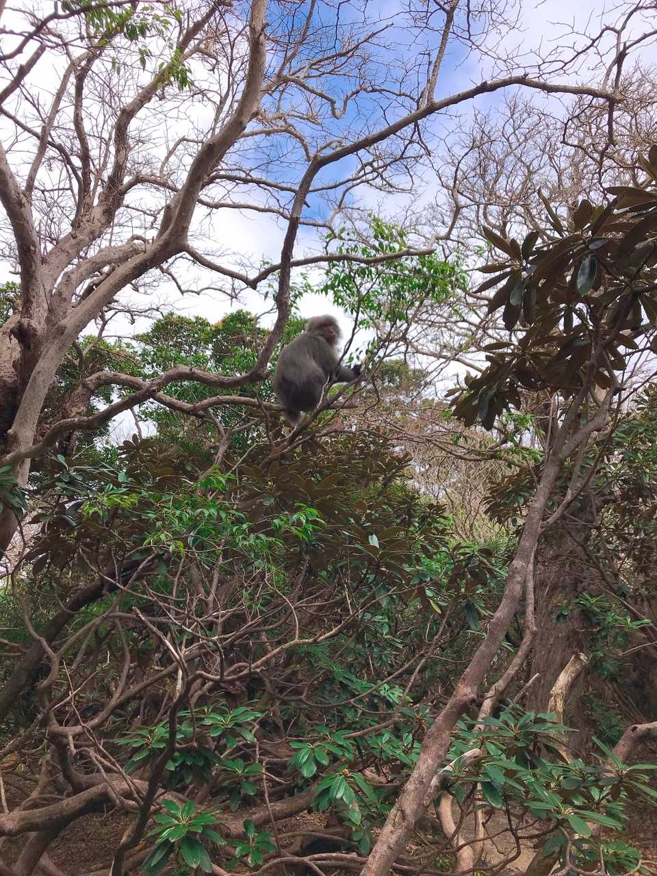 お猿さんに遭遇