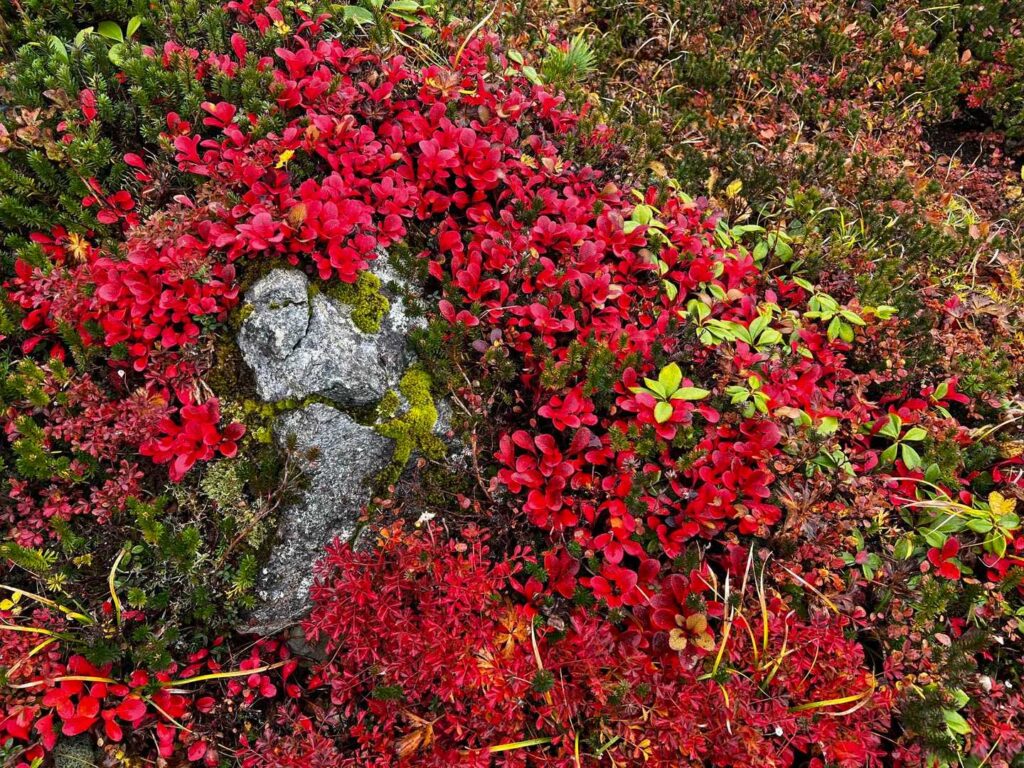 秋色に染まった紅葉