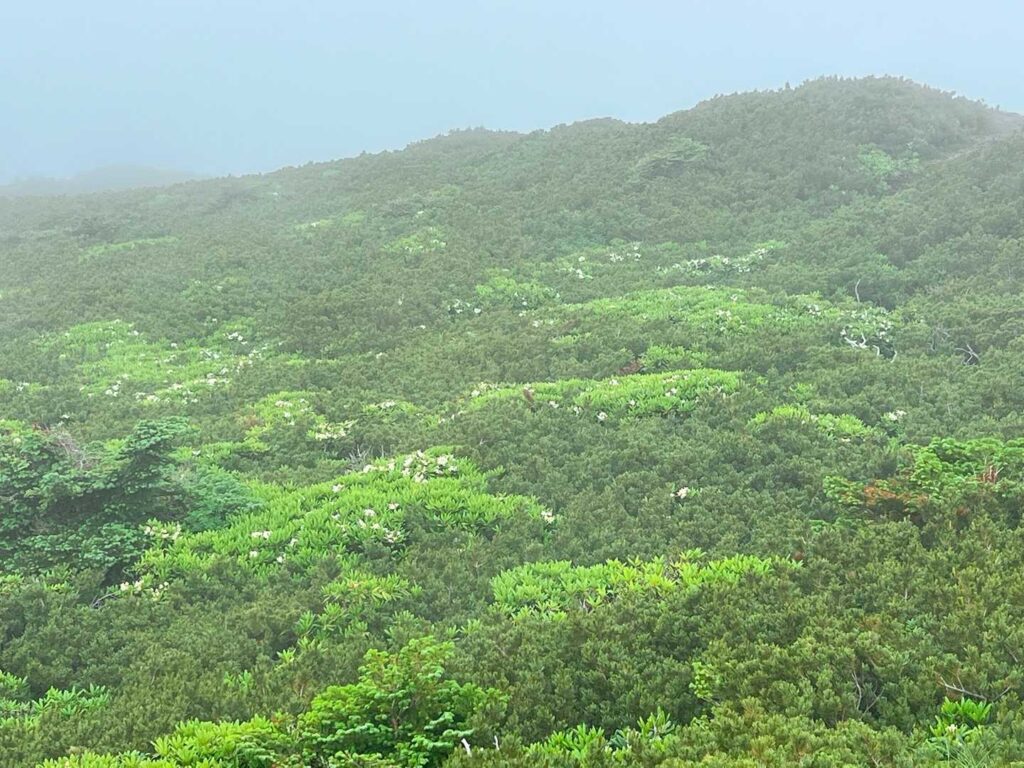 下山途中、遠くに花が綺麗