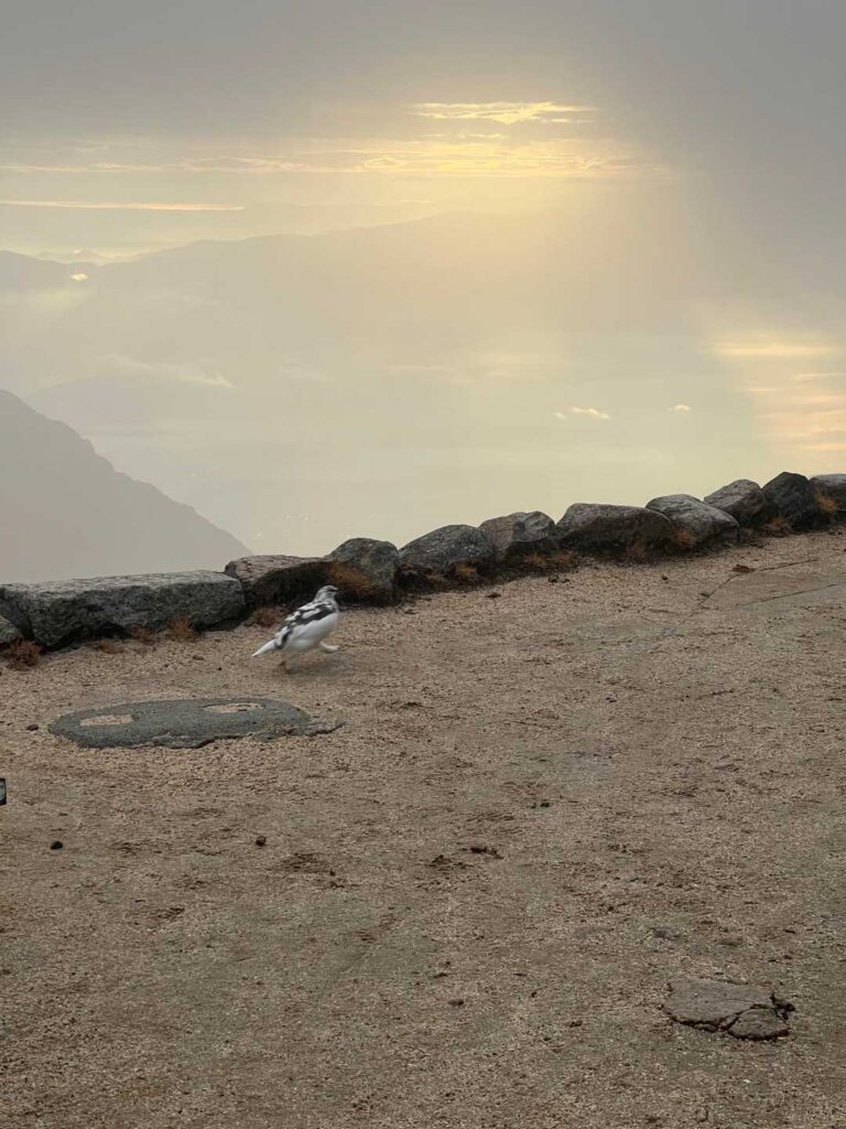 見送りに来てくれた雷鳥。足がめちゃくちゃ速い