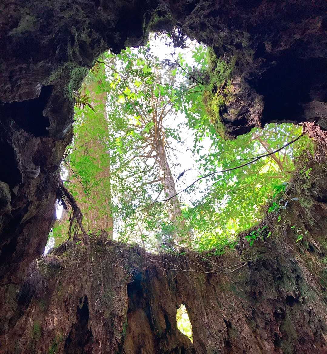 ウィルソン株の中からの眺め