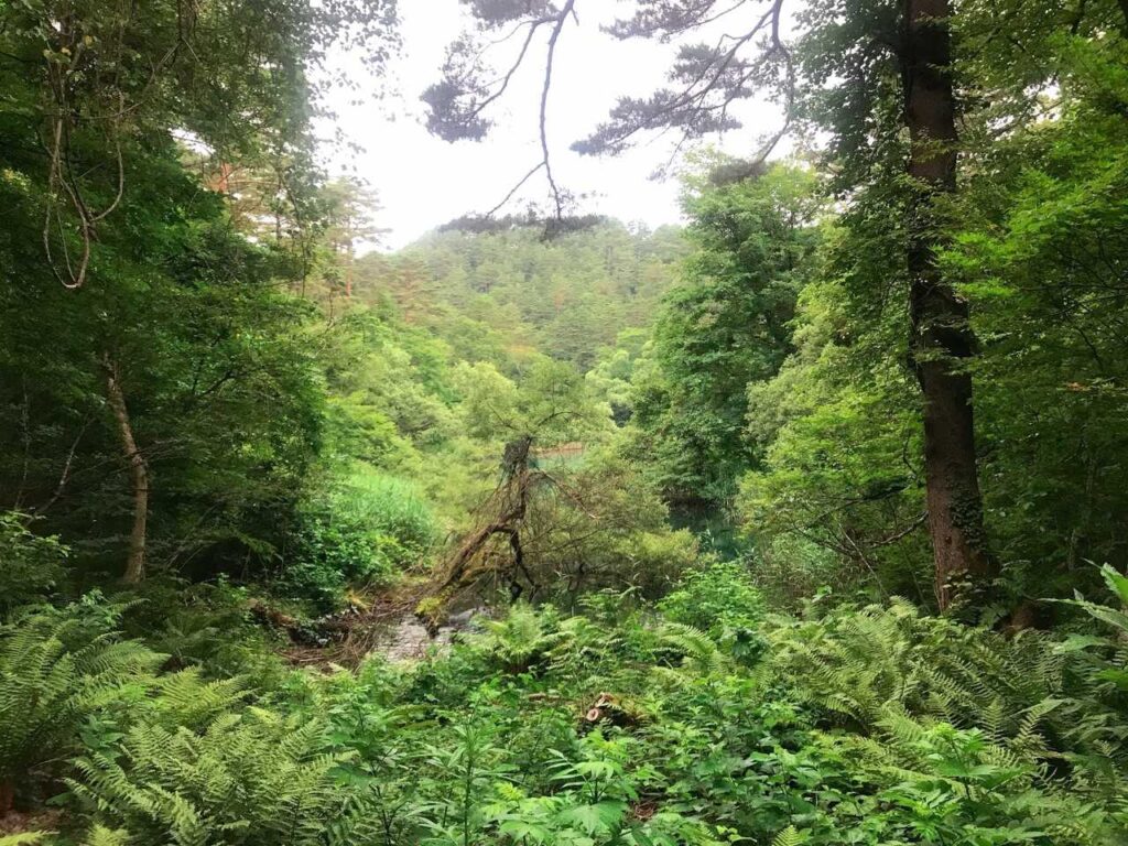 龍沼...よく見えない