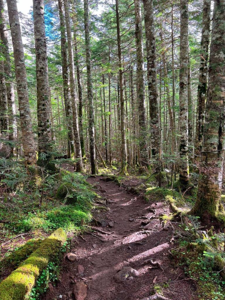 赤岳鉱泉付近の木漏れ日と川