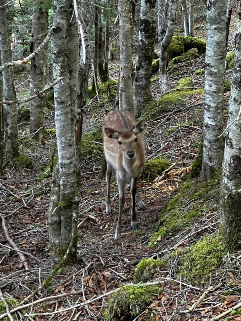 下山途中に出会った小鹿