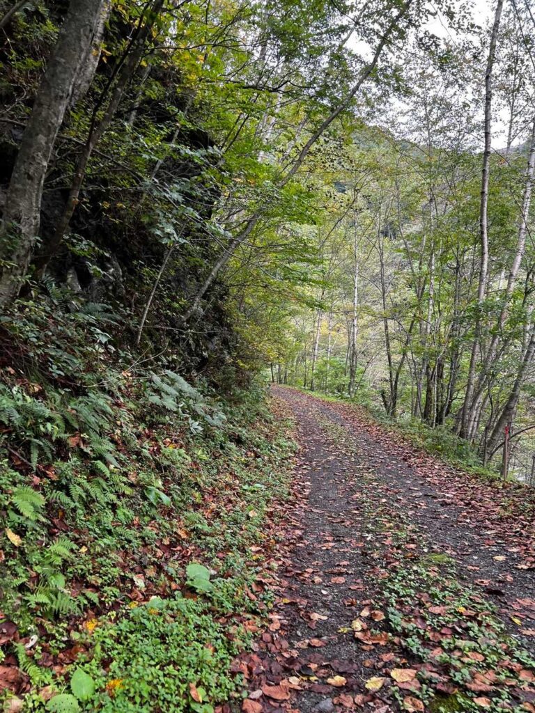 帰りの長い林道