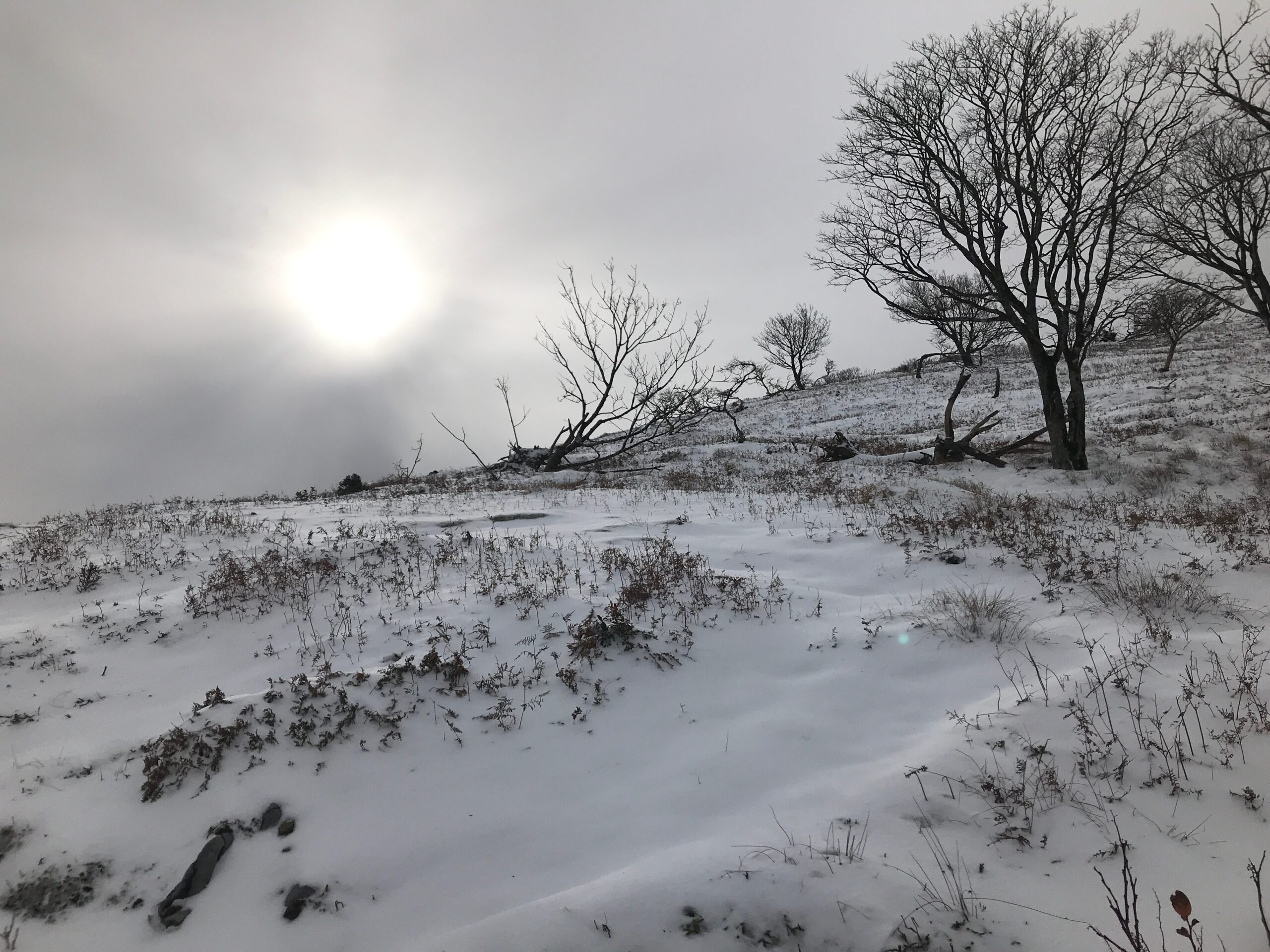 雪に覆われた藤原岳山頂付近