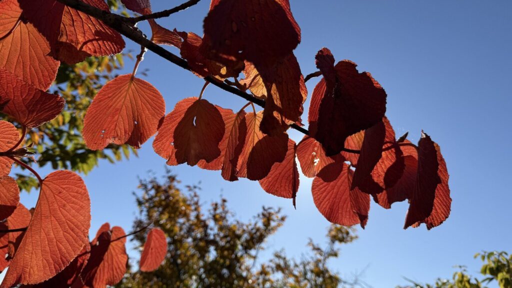紅葉した葉を下から。日が透けてきれいでした